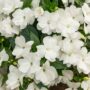 New Guinea Impatiens – Super Sonic White – 12″ Hanging Basket